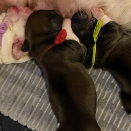 Red - Piebald female Dachshund puppy in Jacksonville, Florida from Little Lords & Ladies Dachshunds