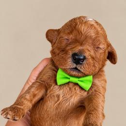 Pringles - Red  male Goldendoodle puppy in Coats, North Carolina from TH.EM Doodles