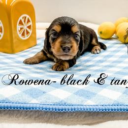 Rowena - Black and tan female Dachshund puppy in Prairieville, Louisiana from Southern Barron Danes & Dachshunds