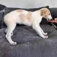 Green collar - White Borzoi puppy in Texas from Houston Borzoi