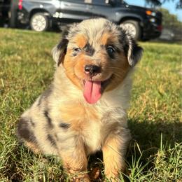 Lina ASRD - Blue merle female Miniature Australian Shepherd puppy in Polk City, Florida from Skaky Shepherds