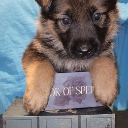 German Shepherd Puppies from Persevere Kennels