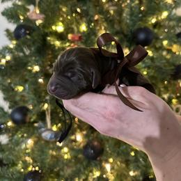 Smith - Chocolate male Labrador Retriever puppy in Hillman, Michigan from Northrop Farm