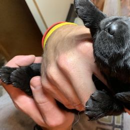 Labrador Retriever Puppies from Leesville Labradors