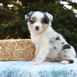 WILLOW - Blue merle female Australian Shepherd puppy in Marysville, Washington from Benoit Australian Shepherds