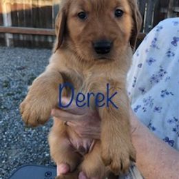 Golden Retriever Puppies from Karen's Goldens
