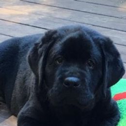 Labrador Retrievers from Devonshire Labradors