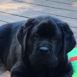 Labrador Retrievers from Devonshire Labradors