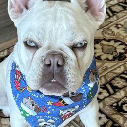 French Bulldog All Grown Up from Frenchies
