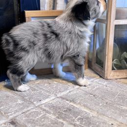 Australian Shepherd Puppies from Blue Creek Farm