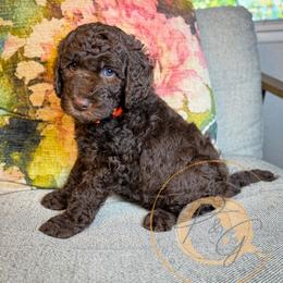 Ralph (orange collar) - Chocolate male Goldendoodle puppy in Murrieta, California from Apricot Poodles & Goldendoodles, LLC