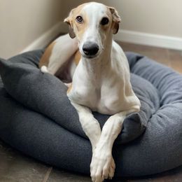 Greyhound Puppies from WINDROCK LLC