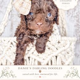 Scarlet - Brown and white female Cockapoo puppy in Otisville, Michigan from Danie’s Darling Doodles LLC