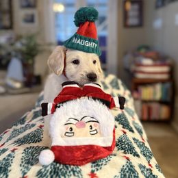 Jinx- Neon Green Collar - Cream male Assorted Doodle Crosses puppy in Norfolk, Virginia from Móraí’s Doodles