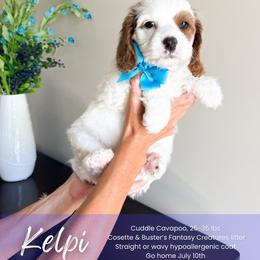 Kelpi - White male Cavapoo puppy in South Jordan, Utah from Wonderful World Doodles