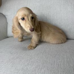 Penny - Cream female Dachshund puppy in Menifee, California from TeenieWeenieDoxies