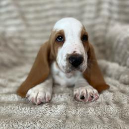 Cadbury (black) - Red and white male Basset Hound puppy in Kingsport, Tennessee from Bear’s Bassets
