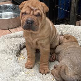 Girl 4 - Red fawn female Chinese Shar-Pei puppy in Fairfield, Texas from Majesty SharPei