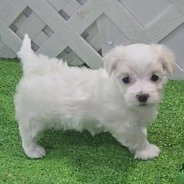 Seth - White and lemon male Maltese puppy in Aurora, Missouri from KnJ Precious Paws LLC
