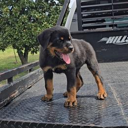 Girl 7 - Black and mahogany female Rottweiler puppy in Holts Summit, Missouri from Hurleyhaus Rottweilers