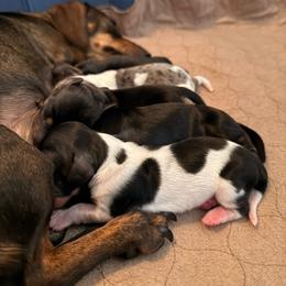 Ocean - Piebald female Dachshund puppy in Nampa, Idaho from 208 Wiener Wiggle Butts LLC