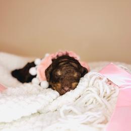 Truffle - Tri-color female Labradoodle puppy in Elizabethtown, Kentucky from Reddy Poodles & Doodles