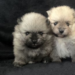 Pomeranian Puppies from POMS USA