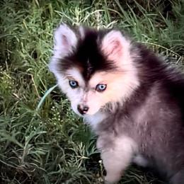 Shilo toy Pomsky - Wolf sable female Pomsky puppy in Perkins, Oklahoma from A-Dream Pomsky Kennel
