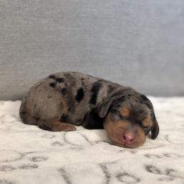 Harry Potter - Dapple male Dachshund puppy in Scottsdale, Arizona from Floppy Eared Friends Miniature Dachshund and  Bassett Hounds