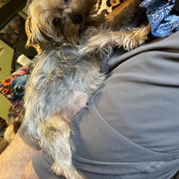 Lucy - Yorkshire Terrier