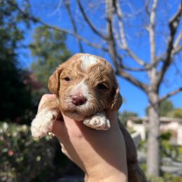 Ginger Velvet - Red  female Poodle puppy in Corona, California from Garden Of Poodles