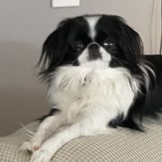 Japanese Chins from Sad Tails of Pa