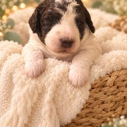 Gryffin - Parti female Poodle puppy in Washington, Pennsylvania from Patriotic Poodles