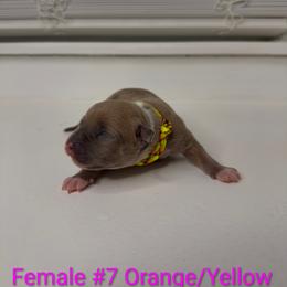 Orange And Collar Female - Blue fawn female American Pit Bull Terrier puppy in Pensacola, Florida from Alpha Alliance Kennels
