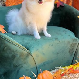 Aurora - Pomeranian