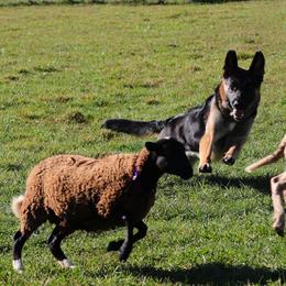 German Shepherds from Sogne Fjord German Shepherds & Cardigans