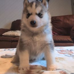 Captain - Gray and white male Siberian Husky puppy in Wisconsin from Liberty Siberians