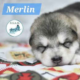 Merlin - Gray and white male Alaskan Malamute puppy in Kingston, Tennessee from North Shore Alaskan Malamutes
