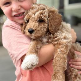 Carousel - Apricot male Goldendoodle puppy in Wharton, Texas from Little Fur Friends