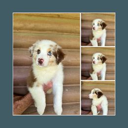 Australian Shepherd Puppies from Haven Farms Australian Shepherds