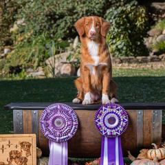 Aphid - Nova Scotia Duck Tolling Retriever