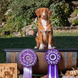 Aphid - Nova Scotia Duck Tolling Retriever