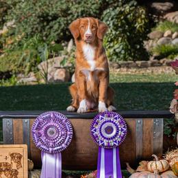 Aphid - Nova Scotia Duck Tolling Retriever