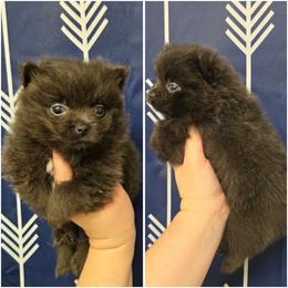 Boy 1 - Blue male Pomeranian puppy in Washington, North Carolina from Grace's Poms🐾💕