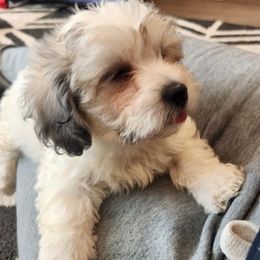 Shihpoos from Tamekia's Shihpoos