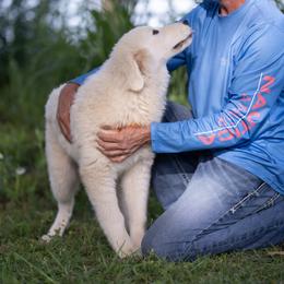 Icelyn - White female Maremma Sheepdog puppy in Conway, Missouri from 2J 2K Border Collies | Maremma Sheepdogs