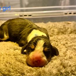 Blue girl - Tri-colored female Treeing Walker Coonhound puppy in Lovelady, Texas from 3 Color Kennel