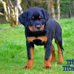Rottweiler Puppies from Titanenheim Rottweilers