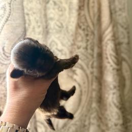 Hershey - Chocolate male Shih Tzu puppy in Sherman, Texas from Shannon’s Sugar Sweet Shih Tzu’s