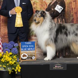 Collies from JuneRose Collies